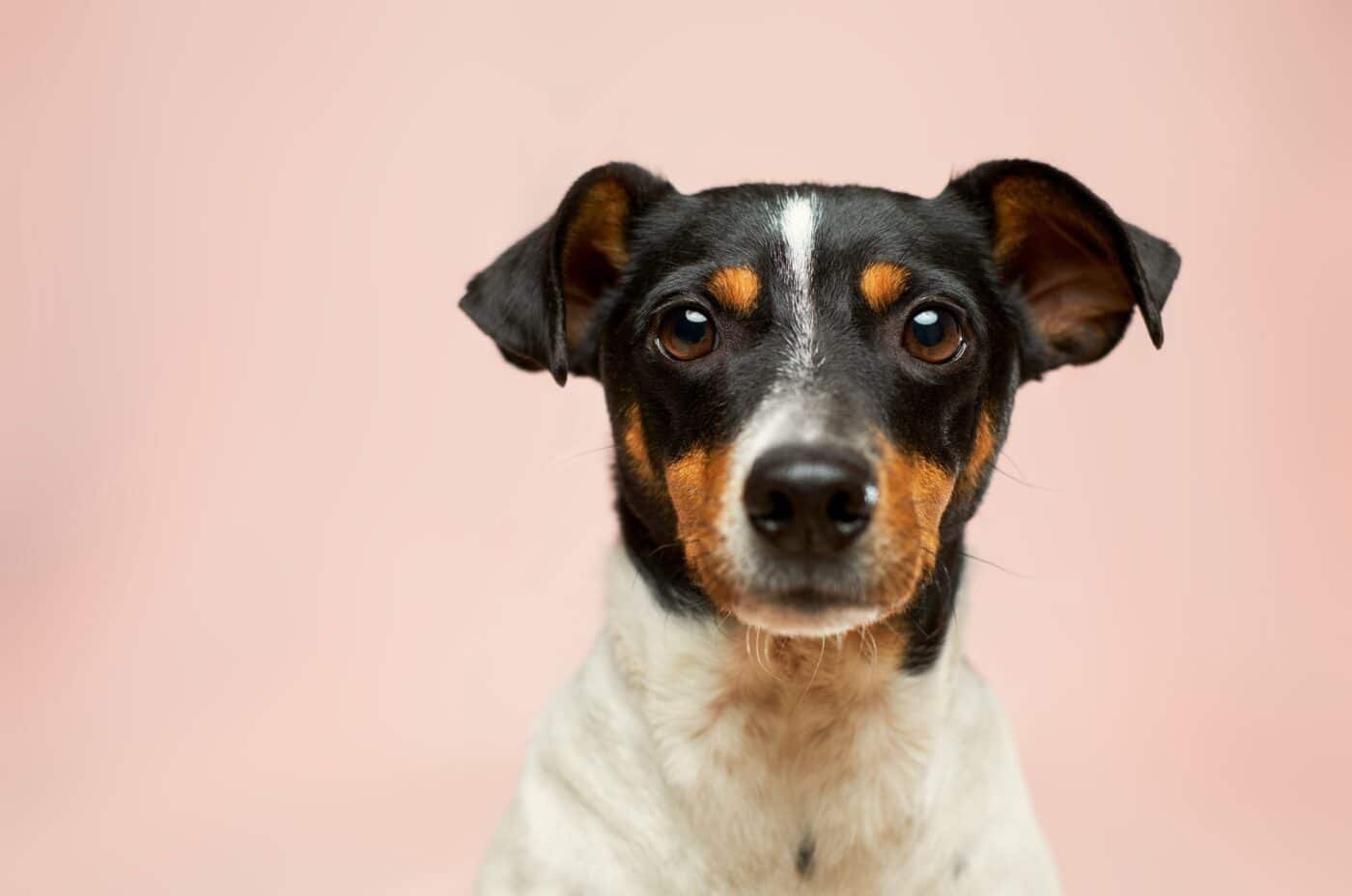 Il mio cane vomita: quando preoccuparsi e cosa fare