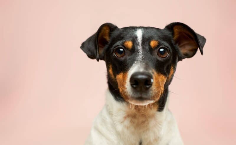 Il mio cane vomita: quando preoccuparsi e cosa fare
